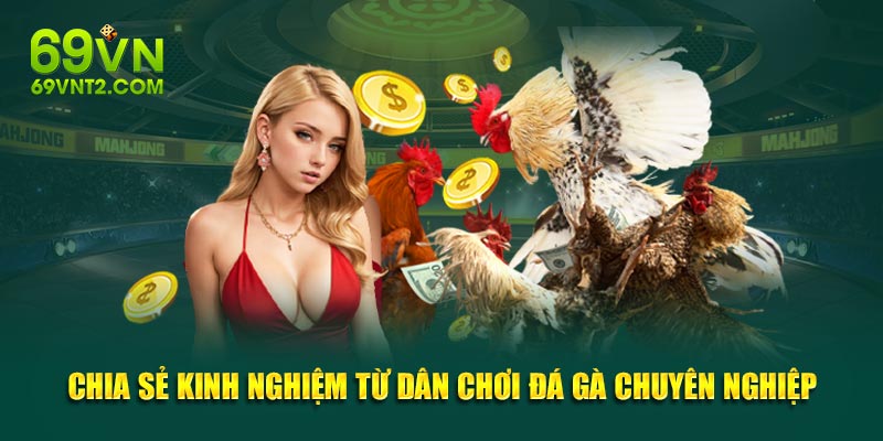 Chia sẻ kinh nghiệm từ dân chơi đá gà chuyên nghiệp Chia sẻ kinh nghiệm từ dân chơi đá gà chuyên nghiệp