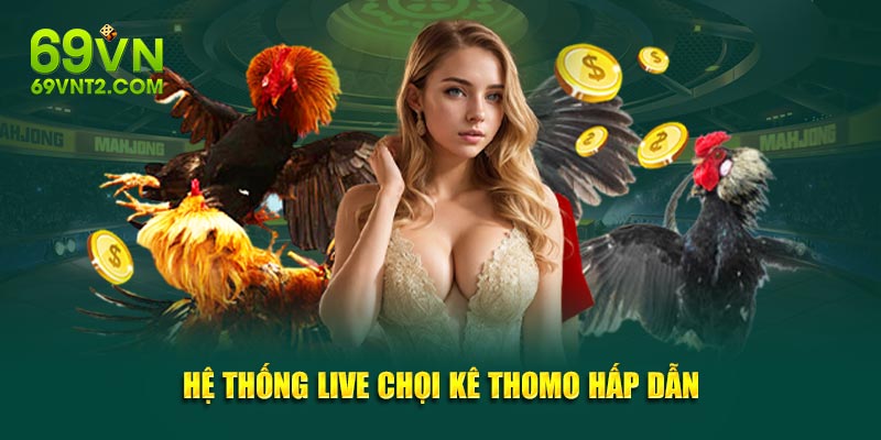 Hệ thống live chọi kê Thomo hấp dẫn Hệ thống live chọi kê Thomo hấp dẫn